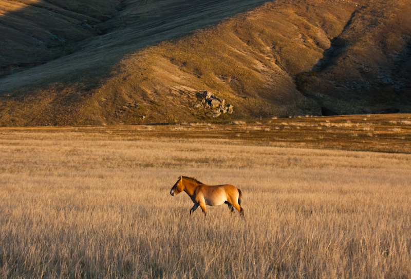 Takhi On Steppe